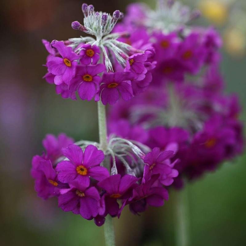 PRIMULA Beesiana (1546)